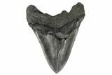 Bargain, Fossil Megalodon Tooth - South Carolina #180872-2